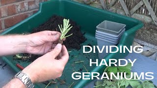 Dividing Hardy Geraniums  How to Divide Hardy Geranium  Hardy Geranium Division amp Propagation [upl. by Avla956]