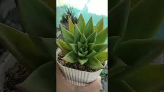 Agavoides lipstick succulent in shaded areasuculentas succulents shortvideo shorts [upl. by Squires]