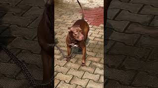 Chocolate colour Pitbull for sale contract 7029 71360 [upl. by Lanahtan]