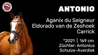 Antonio 2021 von Aganix du Seigneur x Eldorado vant Zeshoek [upl. by Siugram668]