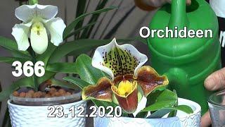 Orchideen Spezial Frauenschuh Katastrophe Pflanze retten und ein Dschungel Blick [upl. by Mckay504]