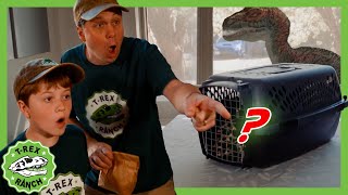 Missing Mystery Pet with Wildlife Animal Adventure Park Zoo 🦖 TRex Ranch Dinosaur Videos [upl. by Carmen473]