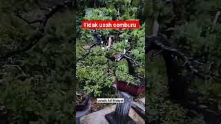 Bonsai Cemara sinensis tidak usah cemburu motivasi fypシ゚viral uah quotes bonsai status taman [upl. by Thorma]