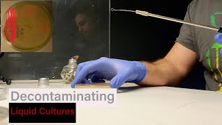 Decontaminating Liquid Cultures Part 1 [upl. by Arriet]