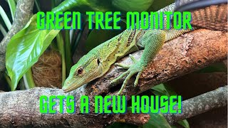 Green tree monitor setup Varanus prasinus [upl. by Anelad]