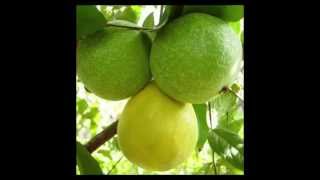 Health Benefits of Araza Fruit Eugenia stipitata [upl. by Mcevoy]