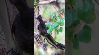 the incredible bird that can mimic any sound [upl. by Venita]