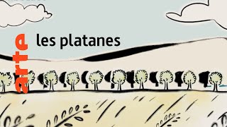 les platanes  Karambolage  ARTE [upl. by Annerahs93]