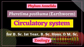 Pheretima posthuma  Circulatory system  Zoology [upl. by Flanna]