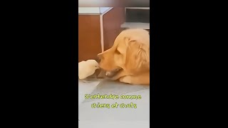 Sentendre comme chiens et chats chiens chat drole funny funnyshorts pourtoi cute [upl. by Hera]