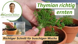 Thymian 🌿 richtig schneiden ✂️ und ernten für buschiges Wachstum 🌴und reiche Ernte [upl. by Haldane]