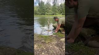 Un poisson qui est mérite bien de retourner dans son milieu naturel ✨👌🏽 carpe fishing fish ￼ [upl. by Shoshana582]