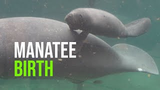 Manatee Birth Caught On Camera [upl. by Calica]