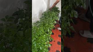 Part 2  china doll garden indoorplants jishnuuthaman home houseplants [upl. by Kellen]