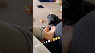 Fart and see how the dog reacts music bgm funny happy dog doglover [upl. by Shaylyn697]