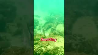 Corals and fishes under the seatrending corals viralvideo shorts asmrsounds [upl. by Jackie]