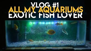 My All Aquarium Tour  All My Aquariums exoticfishlover [upl. by Skolnik]