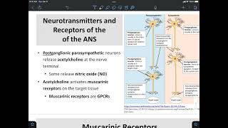 Nicotinic and Muscarinic Receptors [upl. by Deckert]