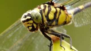 Australian Tiger Ictinogomphus australis Dragonfly  2 [upl. by Essiralc700]