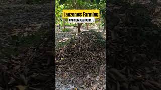 LANZONES FARMING FERTILIZER  CALCIUM CARBONATE countrymusic nature adayinmylife lanzones [upl. by Datha]