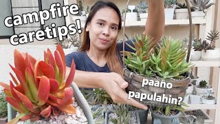 PAANO PAPULAHIN ANG CRASSULA CAMPFIRE  Caretips [upl. by Ailec583]