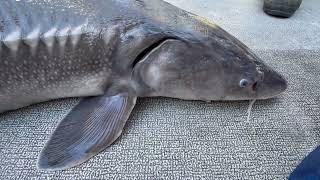 Sturgeon Fishing on the Columbia River in Boardman Oregon [upl. by Namyh]