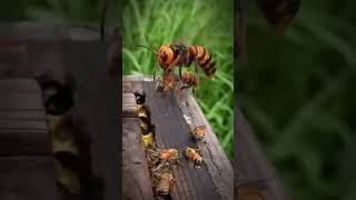 Bees VS WaspsThe Power of Unity animals animalshorts [upl. by Tiffy354]