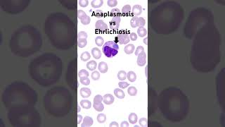 How to tell Anaplasmosis from Ehrlichiosis￼ [upl. by Alva33]