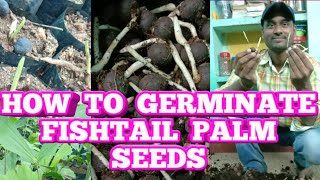 PART2 How To Germinate Fishtail palm Or jeeluga Or dollar palm Or Caryota urens palm Tree seeds 🌴🌴 [upl. by Nica]