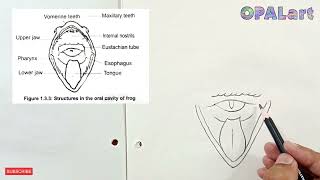 9th PB Biology Diagram 12Structures in the oral cavity of frog [upl. by Yrral126]