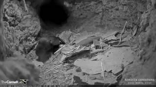 Leachs StormPetrel Visits Cahow Burrow – June 16 2017 [upl. by Bay]