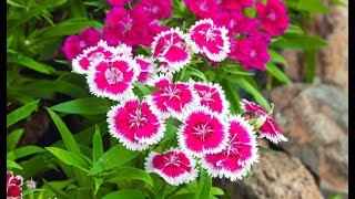 Growing Dianthus Flower  Dianthus Plant Care  How to Grow Dianthus Plant in Pots [upl. by Htebyram]