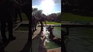 Police officers and residents unite to rescue a horse from a pool  Humankind [upl. by Koziarz307]