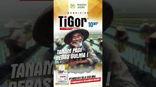 maxxiagri  solusi herbisida TIGOR 10WP Tanam padi Bebas gulma recommended shorts [upl. by Ahsienel]