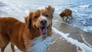 Two Happy Dogs on the Beach Nova Scotia Duck Tolling Retrievers [upl. by Waynant]