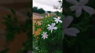 Jajimalli flowers from our native home garden [upl. by Varhol841]