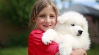 What 2 Months Old Samoyed Puppies Look Like The Cutest Puppies in the World [upl. by Warchaw663]