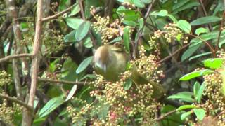 Bulbul Ochraceous  Alophoixus ochraceus [upl. by Orabelle]