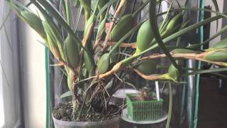 Maxillaria Tenuifolia Coconut Orchid [upl. by Hurwit]