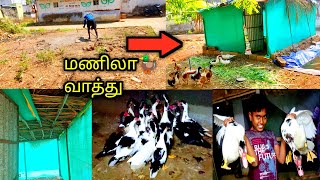 வாத்துக்கு 🦆பெரிய குடிசை போடப்போறோம்😍 மணிலா வாத்தும் 🐣வாங்கியாச்சு manila duck valarpu 😉 [upl. by Marb]