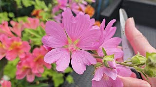 Tidying up Lavatera amp Alstroemeria after heavy rain [upl. by Morty]