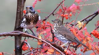 La Cesena Turdus pilaris in Italia [upl. by Engedus]