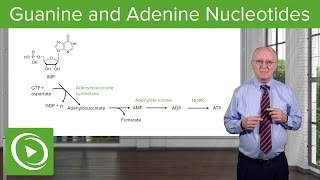 Paths to Guanine and Adenine Nucleotides – Biochemistry  Lecturio [upl. by Yelrahs]