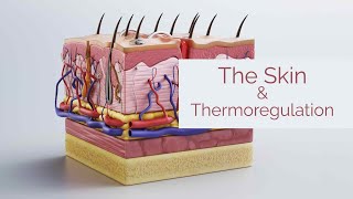 Life Sciences Gr12  The Skin amp Thermoregulation [upl. by Dougherty]