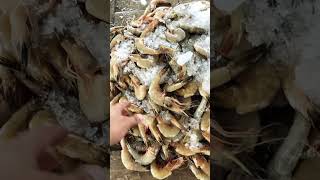 Prwans to golden fresh🦐 seafood prawns pakistannews karachipakistan islamabad zamanparacha [upl. by Saxela]