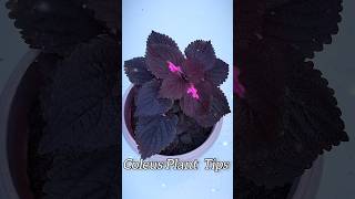 Tips For Coleus Plant  How To Grow Coleus Plant shorts garden gardening shortsvideo [upl. by Rhoda]