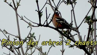 PINSON des ARBRES chant et cri [upl. by Attiuqihc]