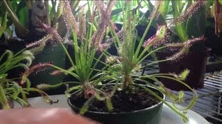 Tips and Tricks to feed a trim a Carnivorous Sundew Drosera capensis or other sundews [upl. by Psyche223]