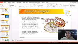 Tarea3 Sistema digestivo Monogastricos [upl. by Kannav]