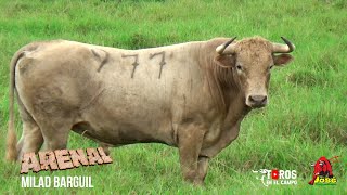 ARENAL 2022 Toros de la Ganadería San Antonio de Milad Barguil [upl. by Shurlocke]